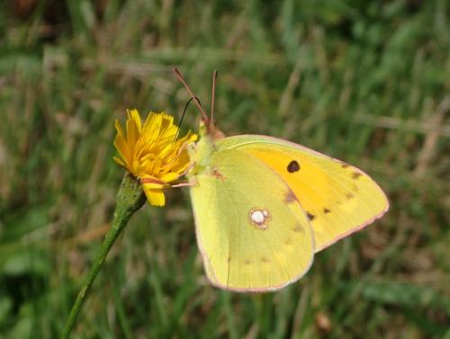 Réf. 266 657 : Colias croceus